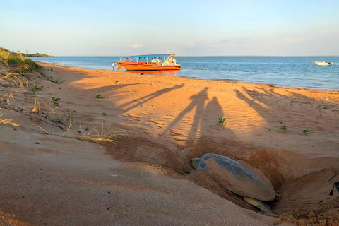 Turtle Tracks Tour To Bare Sand Island From Darwin - Events Australia 4
