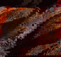 Alice Springs Desert Park Nocturnal Tour - Events Australia