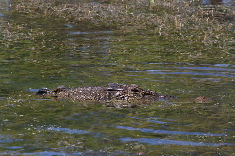 Kakadu, Nourlangie And Yellow Waters Tour From Darwin - Events Australia 16