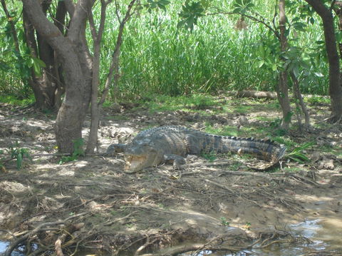 Kakadu, Nourlangie And Yellow Waters Tour From Darwin - Events Australia 21