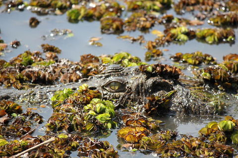 Kakadu, Nourlangie And Yellow Waters Tour From Darwin - Events Australia 17