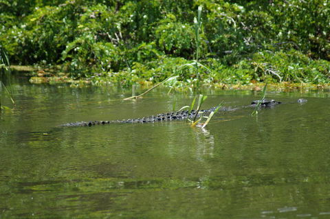 Kakadu, Nourlangie And Yellow Waters Tour From Darwin - Events Australia 4