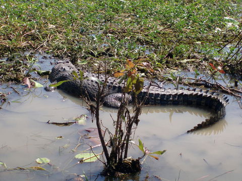 Kakadu, Nourlangie And Yellow Waters Tour From Darwin - Events Australia 19