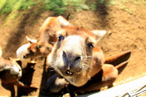 All-Inclusive Blue Mountains Day Trip With River Cruise - Events Australia 1