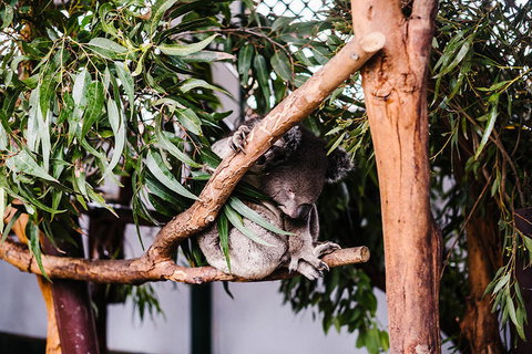 All-Inclusive Blue Mountains Day Trip With River Cruise - Events Australia 14