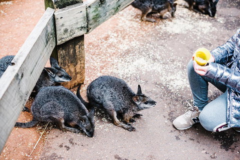 All-Inclusive Blue Mountains Day Trip With River Cruise - Events Australia 15