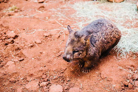 All-Inclusive Blue Mountains Day Trip With River Cruise - Events Australia 16