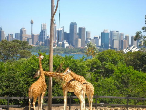 Sydney Harbour Hop-on Hop-off Cruise - Events Australia 18