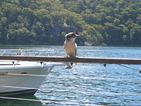 Lunch At Cottage Point Inn By Seaplane From Sydney - Events Australia 12
