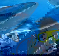 Shark Dive Xtreme at SEA LIFE Sydney Aquarium