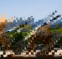 Sydney Taronga Zoo General Entry Ticket