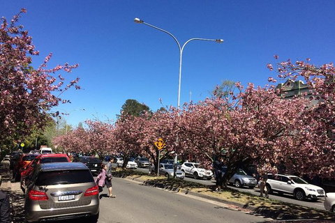 Blue Mountains Private Day Tour From Sydney With Wildlife Park And Cruise - Events Australia 7