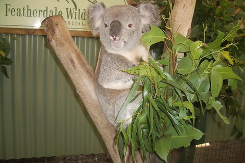 Blue Mountains Private Day Tour From Sydney With Wildlife Park And Cruise - Events Australia 6