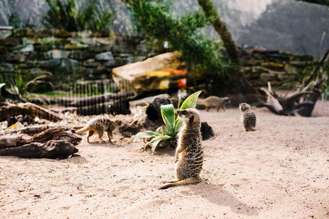 Sydney Taronga Zoo General Entry Ticket And Wild Australia Experience - Tourism Bookings 10