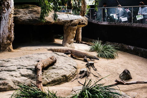 Sydney Taronga Zoo General Entry Ticket And Wild Australia Experience - Tourism Bookings 11