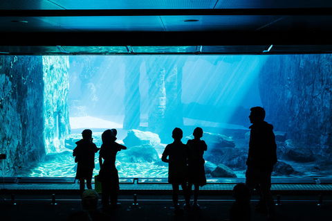 Sydney Taronga Zoo General Entry Ticket And Wild Australia Experience - Tourism Bookings 3