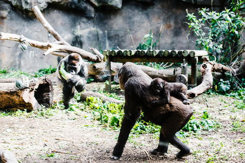 Sydney Taronga Zoo General Entry Ticket And Wild Australia Experience - Tourism Bookings 12