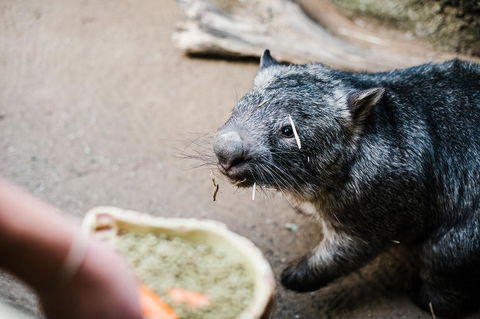 Sydney Taronga Zoo General Entry Ticket And Wild Australia Experience - Tourism Bookings 5