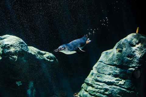 Sydney Taronga Zoo General Entry Ticket And Wild Australia Experience - Tourism Bookings 4