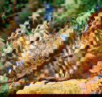 Sydney Harbour Hop On Hop Off Cruise with Taronga Zoo entry