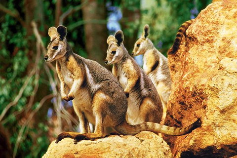 Sydney Harbour Hop On Hop Off Cruise With Taronga Zoo Entry - Events Australia 0