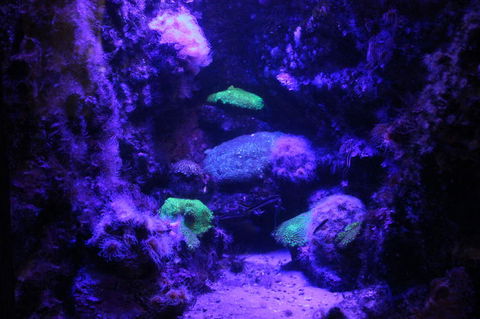 SEA LIFE Sydney Aquarium Entrance Ticket - Events Australia 8