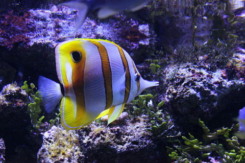 SEA LIFE Sydney Aquarium Entrance Ticket - Events Australia 7