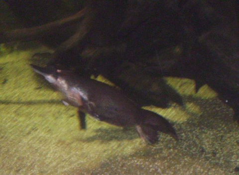 SEA LIFE Sydney Aquarium Entrance Ticket - Events Australia 18