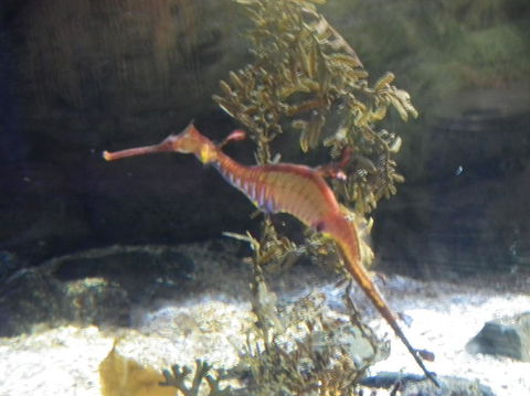 SEA LIFE Sydney Aquarium Entrance Ticket - Events Australia 12