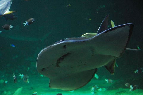 SEA LIFE Sydney Aquarium Entrance Ticket - Events Australia 20