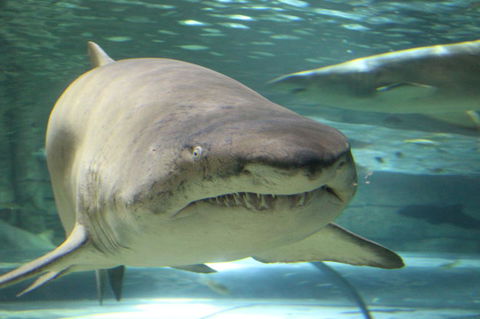 SEA LIFE Sydney Aquarium Entrance Ticket - Events Australia 5