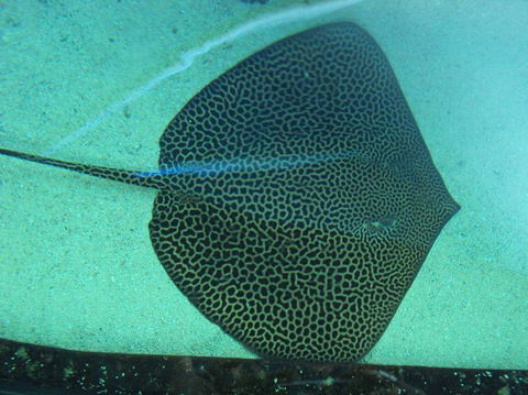 SEA LIFE Sydney Aquarium Entrance Ticket - Events Australia 16