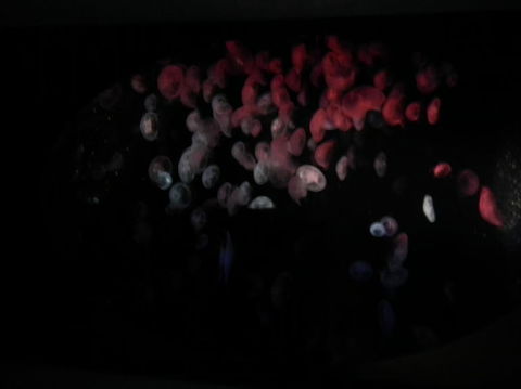 SEA LIFE Sydney Aquarium Entrance Ticket - Events Australia 11