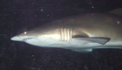 SEA LIFE Sydney Aquarium Entrance Ticket - Events Australia 19