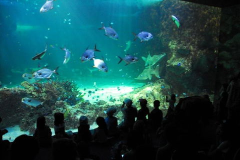 SEA LIFE Sydney Aquarium Entrance Ticket - Events Australia 21