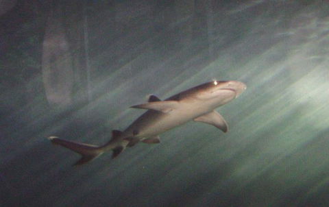 SEA LIFE Sydney Aquarium Entrance Ticket - Events Australia 17