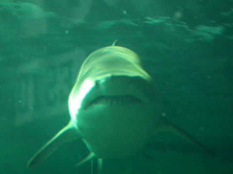 SEA LIFE Sydney Aquarium Entrance Ticket - Events Australia 13