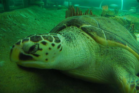 SEA LIFE Sydney Aquarium Entrance Ticket - Events Australia 25