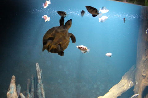 SEA LIFE Sydney Aquarium Entrance Ticket - Events Australia 4