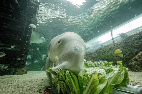 SEA LIFE Sydney Aquarium Entrance Ticket - Events Australia 34