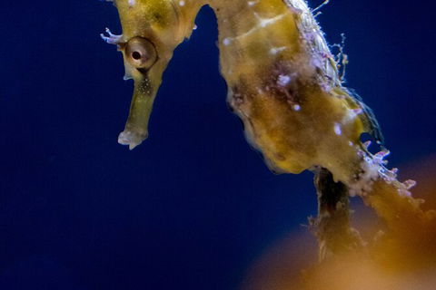 SEA LIFE Sydney Aquarium Entrance Ticket - Events Australia 27