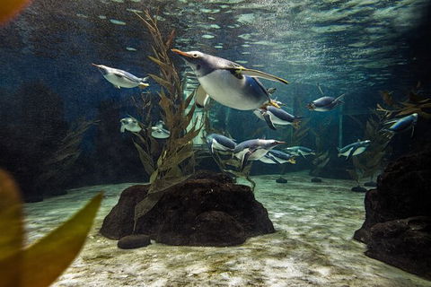 SEA LIFE Sydney Aquarium Entrance Ticket - Events Australia 29