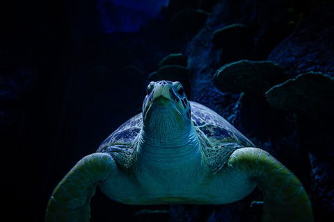 SEA LIFE Sydney Aquarium Entrance Ticket - Events Australia 33