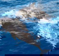 Port Stephens Day Tour From Sydney Including 4WD Sandboarding and Dolphins - Tourism Bookings