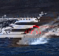 3 Hour Discovery Cruise Ultimate Whale Watching Experience