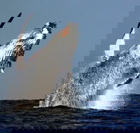 Sydney Whale-Watching Cruise Including Lunch or Breakfast