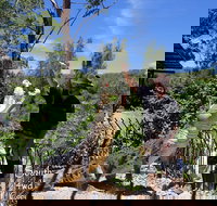 Private Shoalhaven Zoo Experience from Sydney - Events Australia