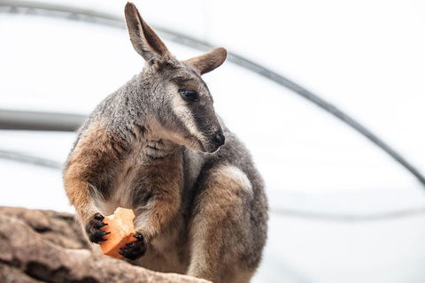 Sydney Shore Excursion: WILD LIFE Sydney Entrance Ticket - Tourism Bookings 0