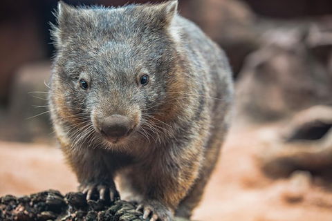 Sydney Shore Excursion: WILD LIFE Sydney Entrance Ticket - Tourism Bookings 6