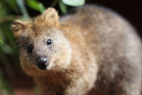 Sydney Shore Excursion: WILD LIFE Sydney Entrance Ticket - Tourism Bookings 7